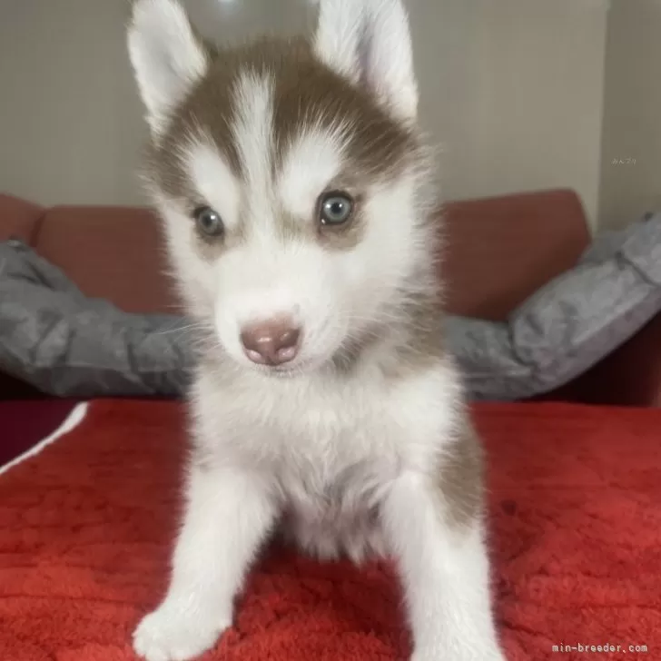 ID:2411-03417の子犬