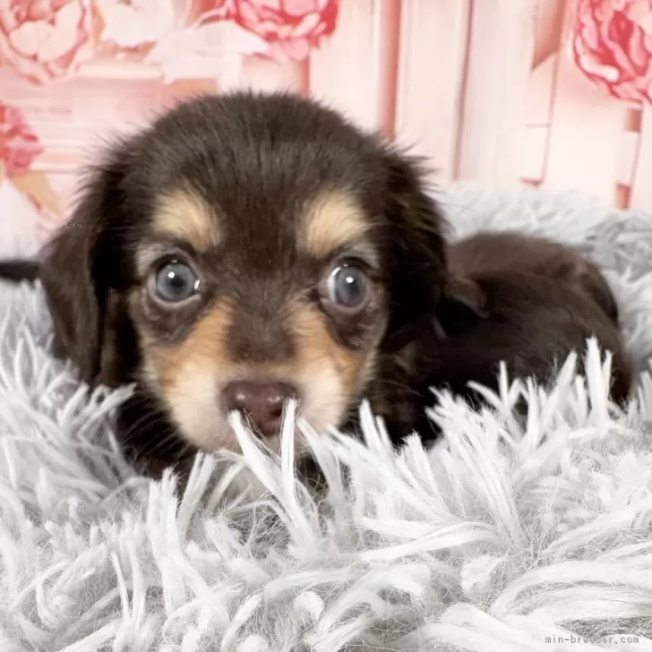 ID：2508-02953の子犬