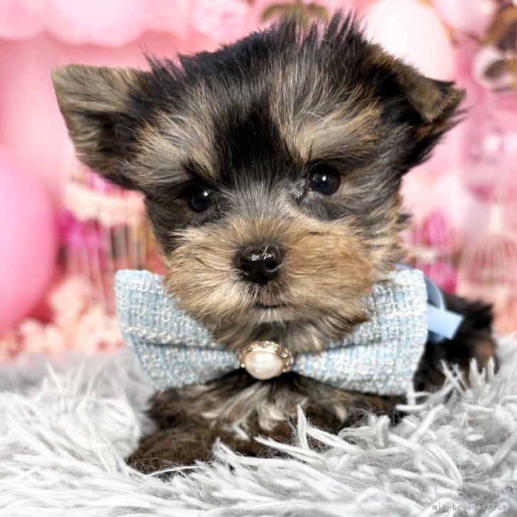 ブリーダー画像