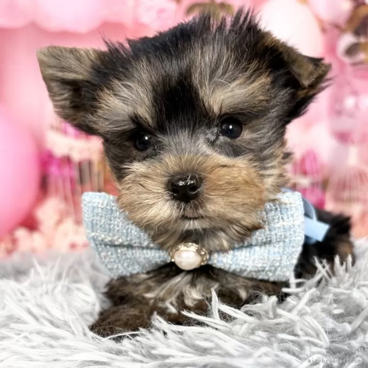 ヨークシャーテリア【愛知県・男の子・2025年9月17日・スチール、ブルー&amp;タン♡】の写真1