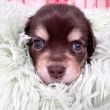 チワックス(ダックスフンド×チワワ)【愛知県・男の子・2025年11月3日・チョコレート&タン】の写真「12/31までの期間限定掲載🩵チョコカラー‼️」