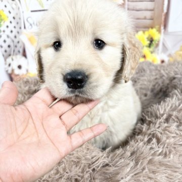 ゴールデンレトリバー【愛知県・女の子・2025年2月24日・ゴールデン】の写真「むちむちの可愛い子🩷2/23迄の限定掲載です‼️」