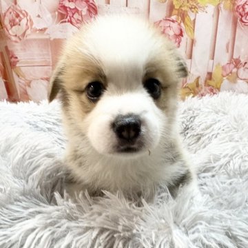 ウェルシュ・コーギー・ペンブローク【愛知県・男の子・2025年8月3日・レッド&ホワイト♡】の写真「ずんぐり整ったお顔と柄💕10/1迄限定掲載♡」