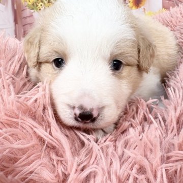 ボーダーコリー【愛知県・女の子・2025年9月16日・レッド&ホワイト】の写真「両親遺伝子検査🆑11/12迄限定掲載🆙」