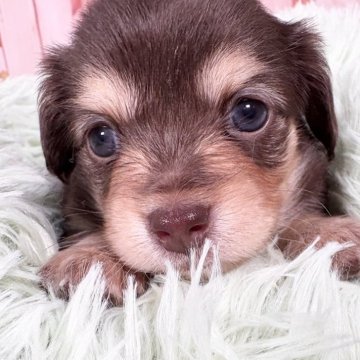 チワックス(ダックスフンド×チワワ)【愛知県・女の子・2025年11月3日・チョコレート&タン】の写真「12/31までの期間限定掲載🩵チョコカラー‼️」