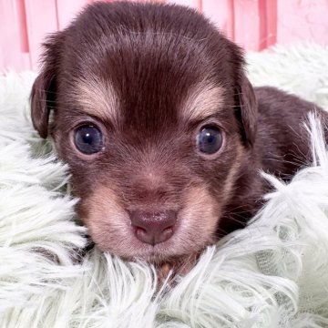 チワックス(ダックスフンド×チワワ)【愛知県・女の子・2025年11月3日・チョコレート&タン】の写真「12/31までの期間限定掲載🩵チョコカラー‼️」