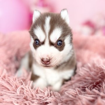 シベリアンハスキー【愛知県・女の子・2025年11月1日・チョコレート&ホワイト♡】の写真「🩷綺麗なチョコカラー🩷1/8迄の限定掲載🩷」