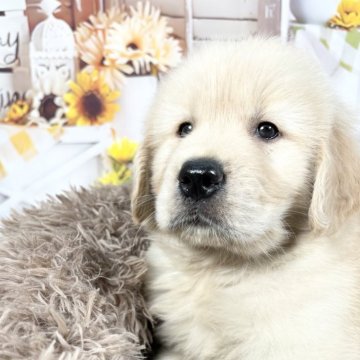 ゴールデンレトリバー【愛知県・男の子・2025年2月24日・ゴールデン】の写真「むちむちの可愛い子🩷2/23迄の限定掲載です‼️」