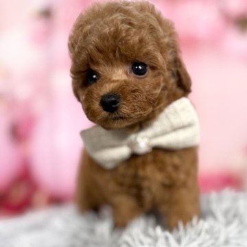 トイプードル(タイニー)【愛知県・女の子・2025年9月20日・レッド♡】の写真「両親遺伝子🆑タイニー予想11/19までの掲載🆙」