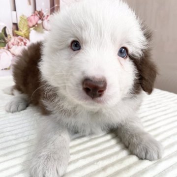 ボーダーコリー【愛知県・男の子・2025年1月14日・チョコレート&ホワイト】の写真「お顔の美しい子❤️3/12までの期間限定掲載‼️」