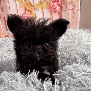 チワプー(トイプードル×チワワ)【愛知県・男の子・2025年6月15日・ブラックホワイト】の写真「🩵とっても小さいプリンス君🩵」