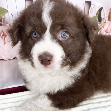 ボーダーコリー【愛知県・男の子・2025年1月14日・チョコレート&ホワイト】の写真「お顔の美しい子❤️3/12までの期間限定掲載‼️」