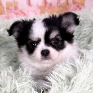 チワワ(ロング)【愛知県・女の子・2025年9月30日・ホワイト&ブラック、タン】の写真「小さい短足モフモフ子❤️12/4迄掲載です🩷」