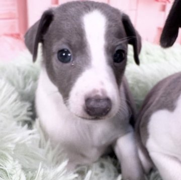 イタリアングレーハウンド【愛知県・男の子・2025年10月28日・ブルー&ホワイト】の写真「♡小柄で柄も決まったイケメン君です♡12/25迄‼」