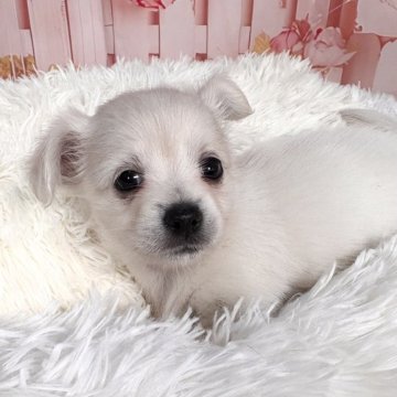 チワックス(ダックスフンド×チワワ)【愛知県・女の子・2025年11月3日・ホワイト♡】の写真「12/31までの期間限定掲載♡綺麗なホワイト🤍」