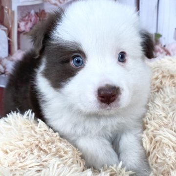 ボーダーコリー【愛知県・女の子・2025年1月14日・チョコレート&ホワイト】の写真「お顔の美しい子❤️3/12までの期間限定掲載‼️」