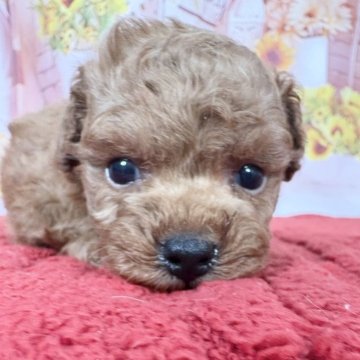 トイプードル(ティーカップ)【愛知県・女の子・2025年8月30日・レッド】の写真「両親ティーカップ💕10/29迄期間限定掲載🆙」