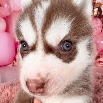 シベリアンハスキー【愛知県・女の子・2025年11月1日・チョコレート&ホワイト】の写真「🩷綺麗なチョコカラー🩷1/8迄の限定掲載🩷」