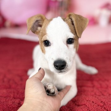 ジャックラッセルテリア【愛知県・男の子・2025年8月24日・タン&ホワイト】の写真「ずんぐり短足君✨元気いっぱい人懐っこい子です🩷」