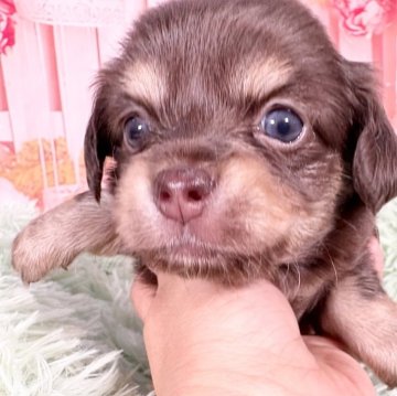 チワックス(ダックスフンド×チワワ)【愛知県・女の子・2025年11月3日・チョコレート&タン】の写真「12/31までの期間限定掲載🩵チョコカラー‼️」