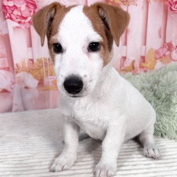 ジャックラッセルテリア【愛知県・男の子・2025年8月24日・タン&ホワイト♡】の写真「ずんぐり短足君✨元気いっぱい人懐っこい子です🩷」
