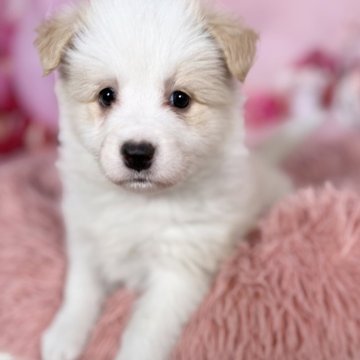 ボーダーコリー【愛知県・女の子・2025年10月8日・レッド&ホワイト】の写真「綺麗な毛色な美人さん❤️両親遺伝子検査🆑」