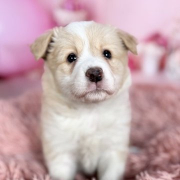 ボーダーコリー【愛知県・女の子・2025年10月8日・レッド&ホワイト】の写真「綺麗な毛色な美人さん❤️両親遺伝子検査🆑」