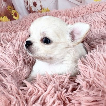 チワワ(ロング)【愛知県・男の子・2025年8月26日・クリーム&ホワイト♡】の写真「小さな一人っ子BOY🩵10/22迄掲載🩷」