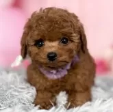 ティーカッププードル