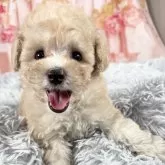 タイニープードル