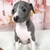 イタリアングレーハウンド