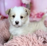 ボーダーコリー