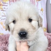 ゴールデンレトリバー