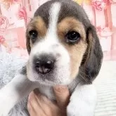 ビーグル