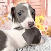 イタリアングレーハウンド