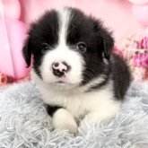 ボーダーコリー