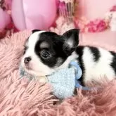 チワワ(ロング)