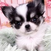 チワワ(ロング)