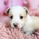 ボーダーコリー