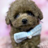 トイプードル(ティーカップ)