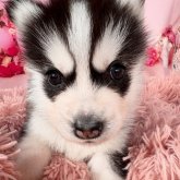 シベリアンハスキー