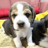 ビーグル