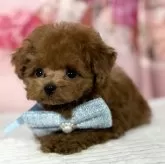 ティーカッププードル