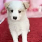 ボーダーコリー