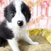 ボーダーコリー