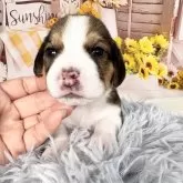 ビーグル