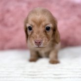 カニンヘンダックスフンド(ロング)