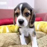 ビーグル