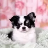 チワワ(ロング)