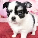 チワワ(ロング)